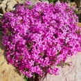 thumbnail image 3 of Low-Growing Pink Phlox Subulata ‘Drummond’s Pink’ Live Plants, Perennial Groundcover, 3 of 6