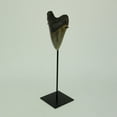 thumbnail image 2 of Mounted Giant 6 Inch Megalodon Shark Tooth Fossil Replica Sculpture, 2 of 4