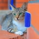 thumbnail image 1 of Cepillo de masaje para gatos, peine, esquina de pared, autoafeitadora, suministros para gatitos, juguete duradero, 1 of 4