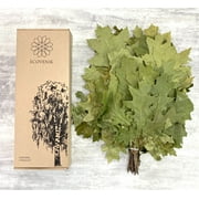 Natural Canadian Oak, Season 2024 - Branches Dry for a Sauna Accessories for Banya 100% Handmade (Made in Europe)