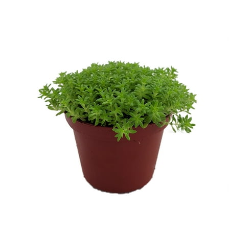 Fine Green Leaf Sedum - Stonecrop - Fairy Garden - Indoors/Out - 2.5" Pot