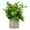 As Shown, variant on Monyance False Green Plant Artificial Potted Plants for Indoor Decoration - Big Eucalyptus(8.66X3.15X3.15Inches)