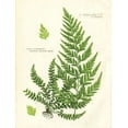 thumbnail image 4 of Gango Home Decor Vintage Fern III & IV; Two 16x20in Fine Art Paper Giclee Prints, 4 of 6