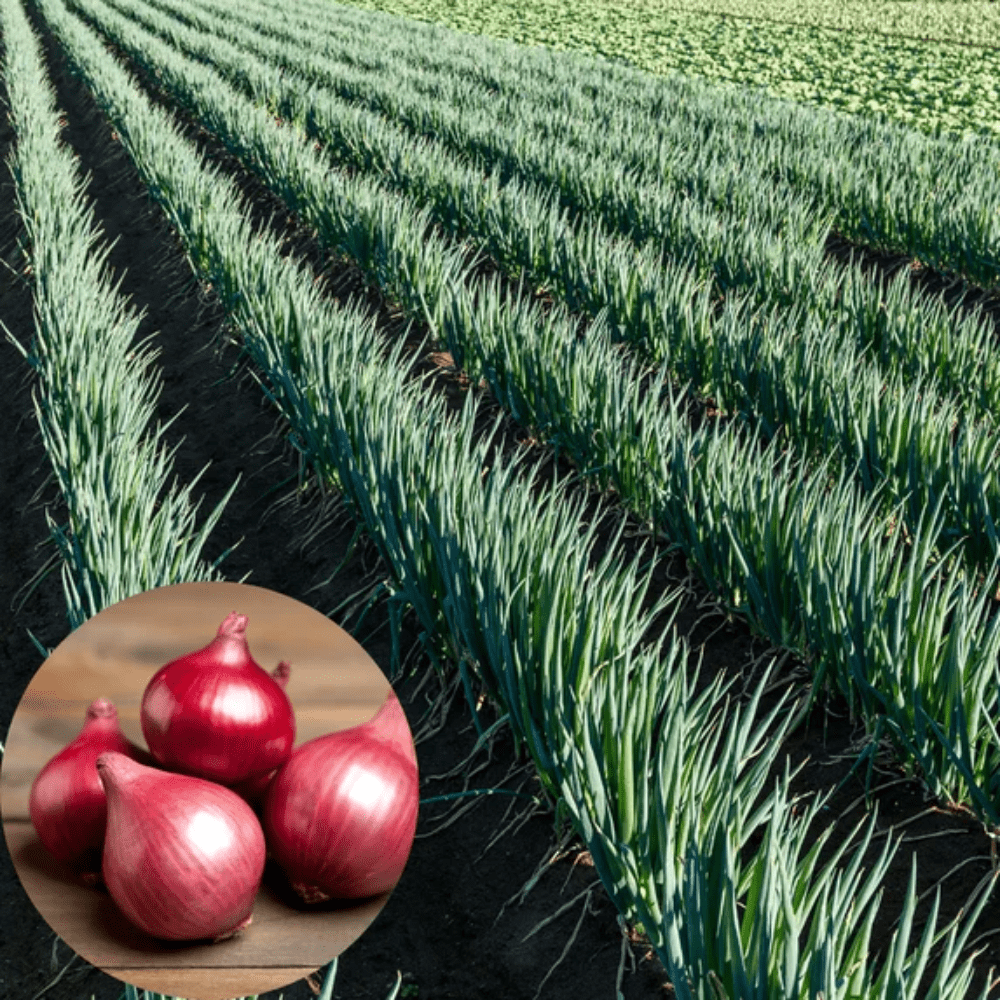 150 Walking Onion Plants Seeds for Planting, Walking Onion Seeds, Fast-Growing and High Yielding, Large  Walking Onion