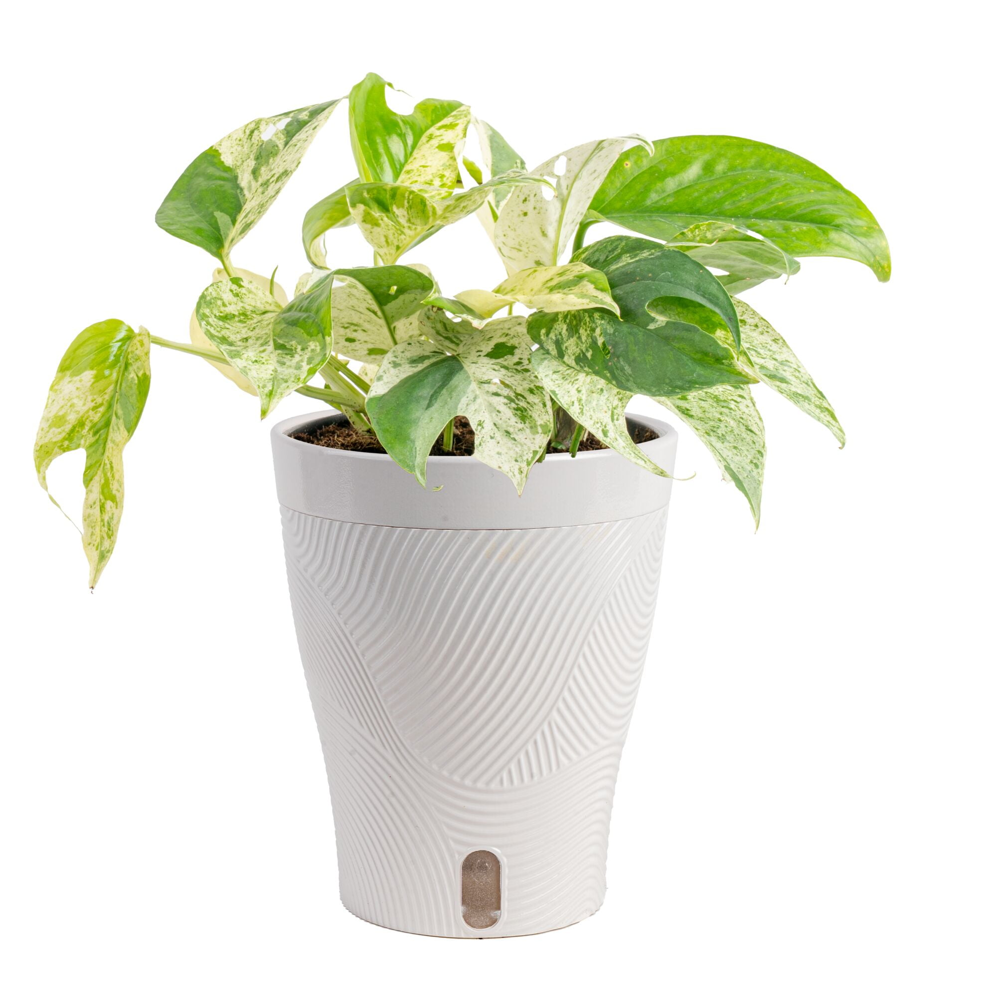 brasil philodendron Philodendron Brazil in a 4