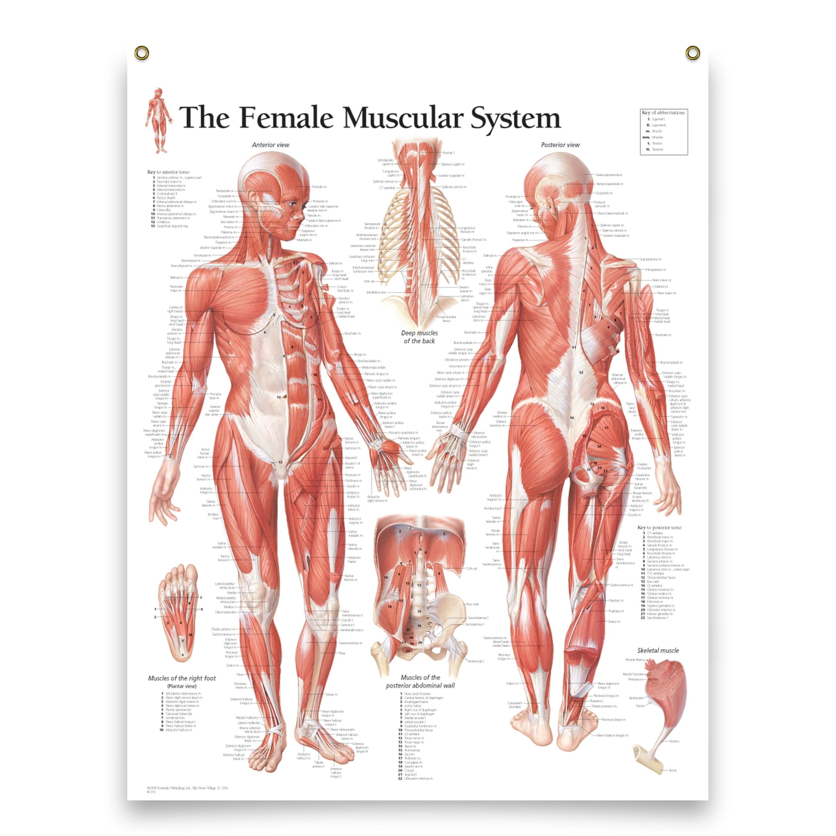 The Female System Laminated Medical Educational Informational Poster Diagram Doctors Office School Classroom 22x28 Inches - Walmart.com