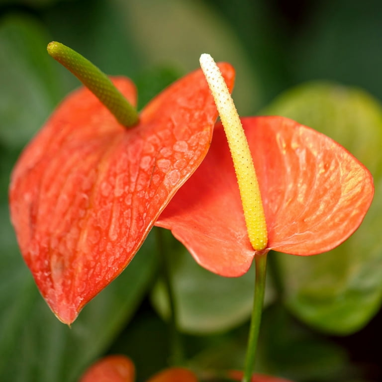 National Plant Network 6 in. Aren't You Orange Anthurium Plant