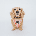 thumbnail image 6 of Sassy Woof Cushioned Adjustable Dog Collar - Cherry Cute, Small, 6 of 6
