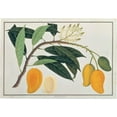 thumbnail image 2 of Anonymous 24x18 White Modern Wood Framed Museum Art Print Titled - Mango, 2 of 4