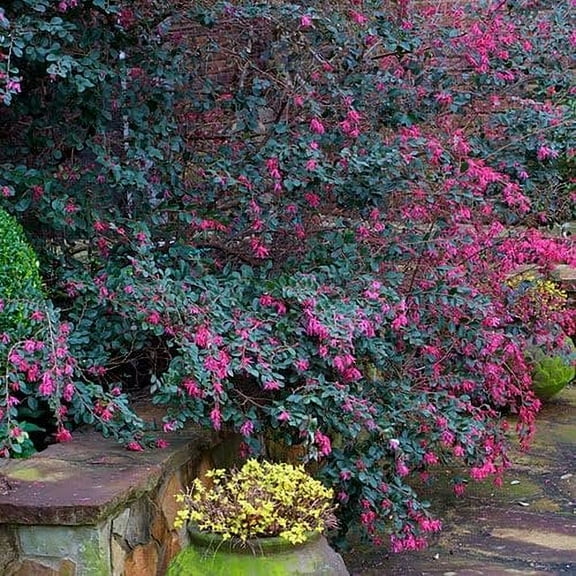 Loropetalum Carolina Midnight  2 Extra Large 3 Gallon Plants  Botanical Name: Loropetalum Chinense  Low Maintenance  Fast Growing