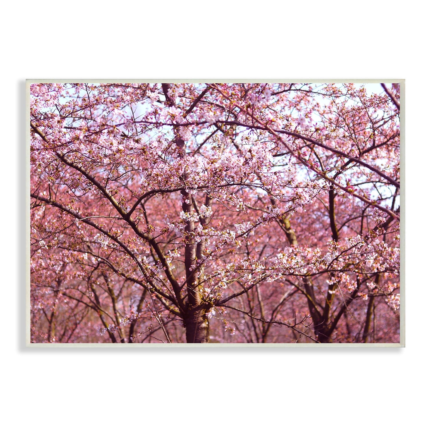 The Stupell Home Decor Pink Sky Cherry Blossom Forest Photography Wall Plaque Art