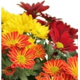 thumbnail image 2 of Expert Gardener 6IN Tricolor Fall Mum Live Plant in Burlap Pot Cover, 2 of 3