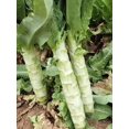 thumbnail image 2 of HJADGG Chinese Celtuce Seeds, Asian Spring Tower, Heirloom Vegetable, 350 Seeds, 2 of 5