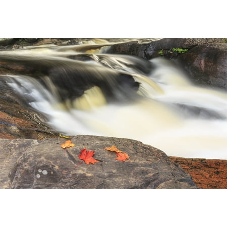 Red Rock Maple Grove Red maple leaves on rock at Stubbs Falls Arrowhead Provincial Park near Huntsville Ontario Canada Stretched Canvas - Ken Gillespie Design Pics (38 x 24) ()