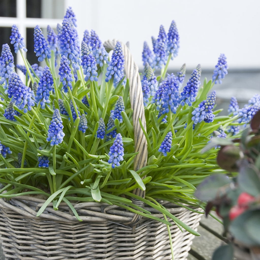 Van Zyverden Grape Hyacinths for Containers Set of 25 Bulbs Blue Partial Sun Perennial Fragrant 1 lb