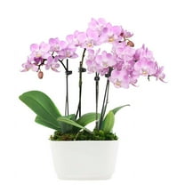 From You Flowers - Fantasy Pink Orchids for Birthday, Anniversary, Get Well, Congratulations, Thank You, All Occasions