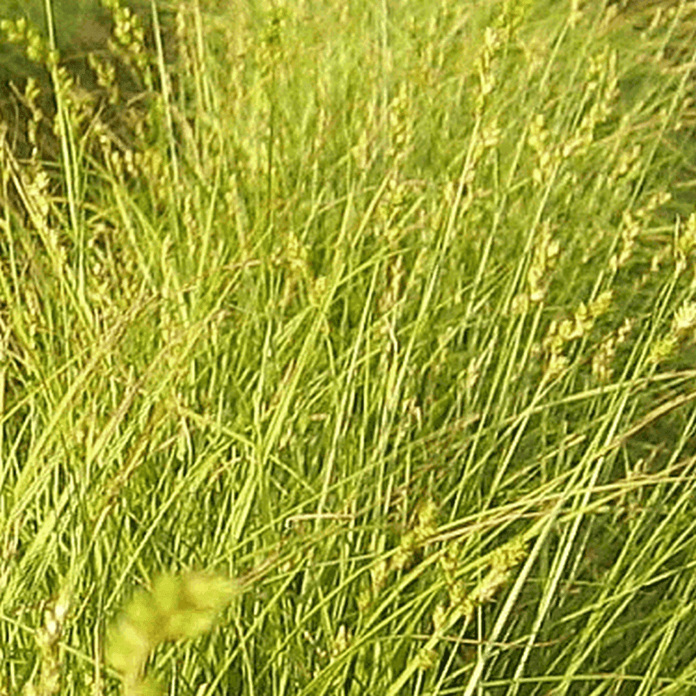 Everwilde Farms 1 Lb Awl fruited Oval Sedge Native Grass Seeds Gold
