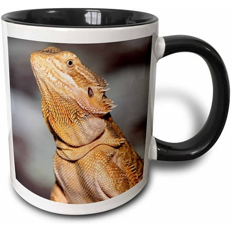 

83645_4 Bearded Dragon Pogona Vitticeps Lizard Reptile-NA02 AJE0365-Adam Jones Two Tone Mug 11 oz Black/White