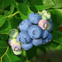 1 Legacy Blueberry Bush Live Plant, Blueberry Plant Live for Planting Outdoor, 5-8 Inch Blueberry Fruit Trees