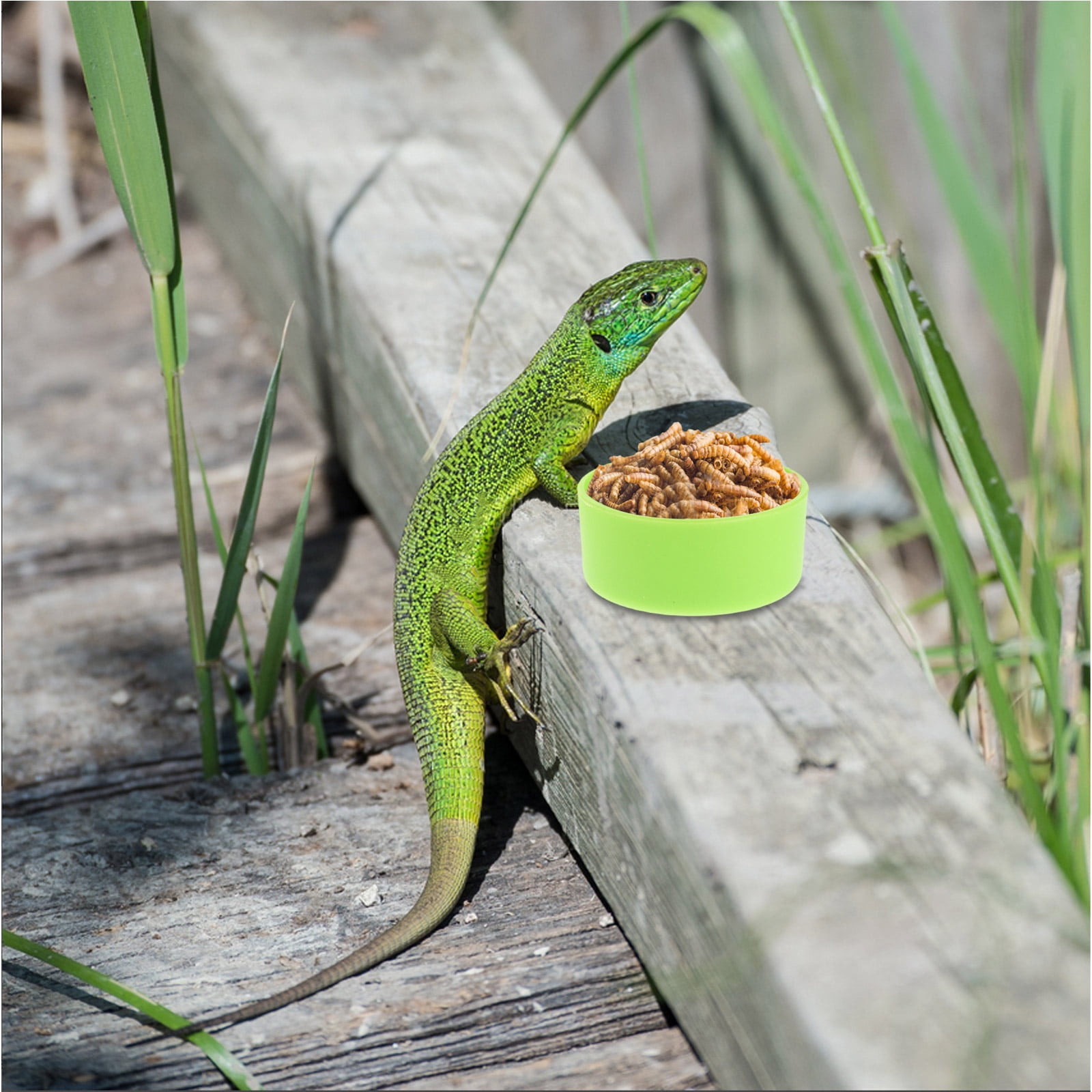 CTIRCHIU 30Pcs Versatile Green Reptile Feeding Bowl Water Dish for Tarantula Bearded Dragon