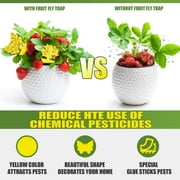 Fruit Fly and Gnat Traps