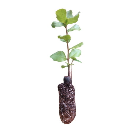 Interior Live Oak | Medium Tree Seedling | The Jonsteen