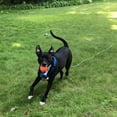 thumbnail image 3 of Pet Heavy Duty Reflective Dog Leash Lead Runner For Dogs Blue 5mm Wide, 3 of 5