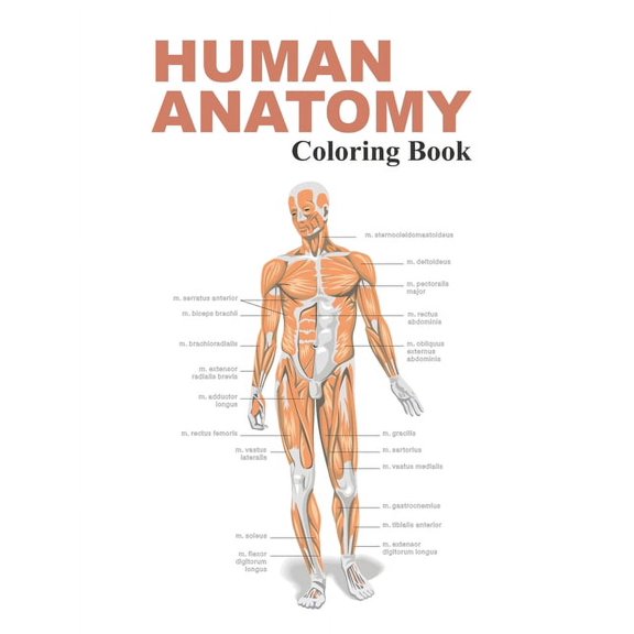 Human Anatomy Coloring Book: The Anatomy Coloring Book (Paperback)
