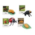 thumbnail image 4 of Juguete de realista, figuritas de animales de educación temprana, juguetes para decoración de escritorio, favores de fiesta, y niñas en edad preescolar Salvador Juego de crecimiento, 4 of 9
