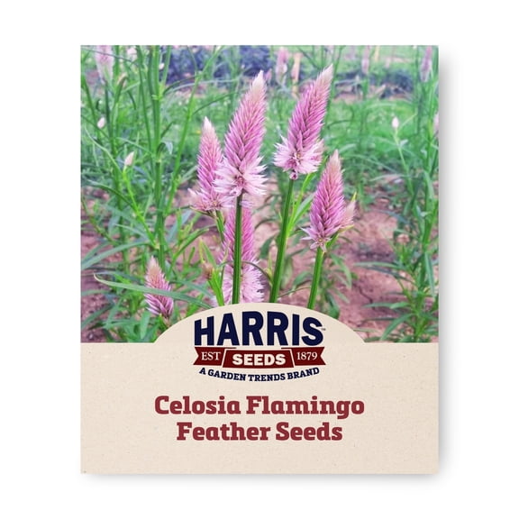 Harris Seeds Celosia Flamingo Feather, Annual Flower, 50 Count