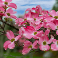 thumbnail image 3 of Pink Dogwood Tree, Pink Flowering Dogwood 6-12'' Tall, Dormant Tree, Ornamental Live Plant, No Ship to AK, HI, PR, 3 of 6