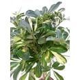 thumbnail image 4 of Umbrella Tree - 'Gold Capella' Live Braided Schefflera Arboricola - Florist Quality - Beautiful Indoor Tree - 3 Feet Tall, 4 of 7