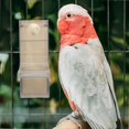 thumbnail image 2 of Comedero para Loros, Cuenco de Comida para Pájaros, Contenedor de Comida para Loros, Cuenco de Alimentación de Estructura Simple, Suministros para Pájaros, Comedero para Pájaros A, 2 of 5