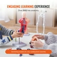 thumbnail image 3 of VEVOR Human Anatomy Models Bundle Set, Brain, Human Torso Body, Heart, Skeleton Model Set of 4, Hands-on 3D Model Study Tools Teaching Models, 3 of 9