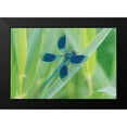 thumbnail image 2 of Podt, Martin 24x17 Black Modern Framed Museum Art Print Titled - Damselfly in Blue, 2 of 5
