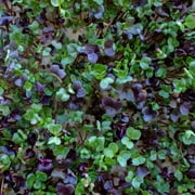 Mountain Valley Seed Company Bamboo Microgreens Grow Mats with High Water Holding Capacity (10 Pack)