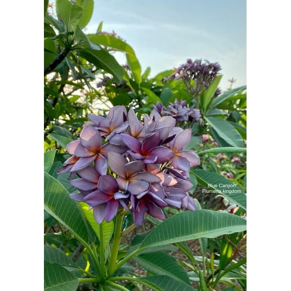 10 "Blue Canyon" Plumeria Seeds Plants Flower Flowers Perennial Seed Tree P-6
