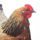 thumbnail image 2 of Realistic Garden Chicken Stake Acrylic Stake Sign Lawn Chicken Shape Decoration, 2 of 3