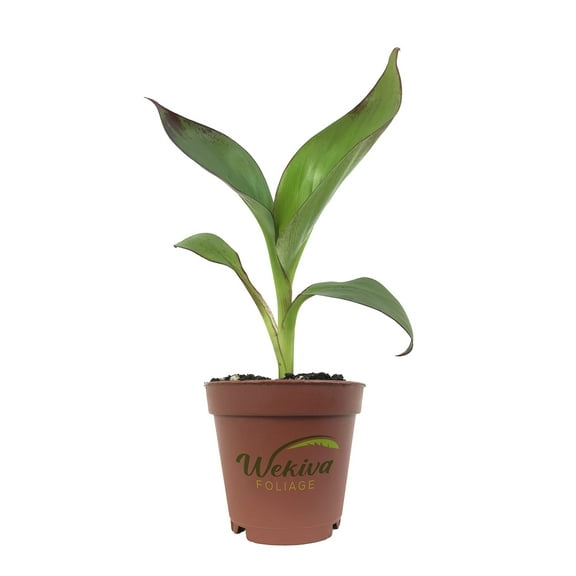 Red Abyssinian Banana Tree - Live Starter Plant - Ensete Maurelii - Ornamental Fruit Tree for The Patio and Garden