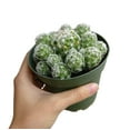 thumbnail image 7 of Thimble Cactus Mammillaria (2"+ Plastic Pot) - Tiny, Lovely, Easy to Care Cactus for Beginners - Live Healthy Unique Cactus -, 7 of 7