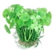 thumbnail image 5 of Hierba moneda segura e inodoro para acuario - Simulación de plantas acuáticas de plástico, 5 of 10