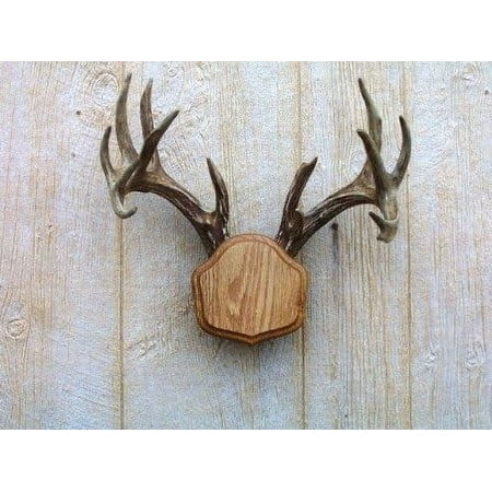 Taxidermists Woodshop The Medium Oak The Deer Stand Antler Mounting Kit