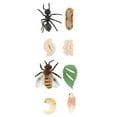 thumbnail image 4 of 2 juegos de modelos del ciclo de vida de abejas y hormigas, juguetes cognitivos para niños, material didáctico escolar., 4 of 8