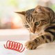 thumbnail image 3 of Juguete Tubular Colorido Para Gatos Con Muelle, Interactivo Y Entretenido, 3 of 4