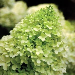 Hydrangea-Limelight - QT Pot (Shrub) (Best Evergreen Shrubs For Pots)