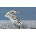 thumbnail image 2 of Costina, Mircea 24x17 White Modern Wood Framed Museum Art Print Titled - Snowy Owl, 2 of 4