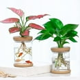 thumbnail image 3 of 1PCS Clear Hydroponic Flower Pot Planter For Grow Small Potted Plants, 3 of 8