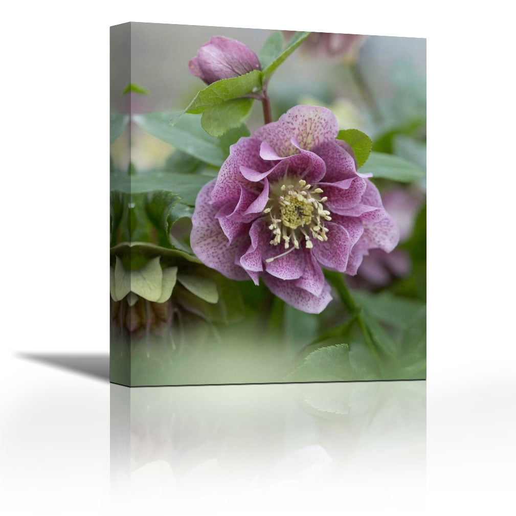 Hellebore Double Spotted Purple Variety Flower Contemporary Fine Art Giclee On Canvas Gallery Wrap Wall Decor Art Painting 22 X 27 Inch Ready To Hang Walmart Com Walmart Com