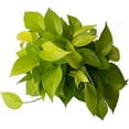 thumbnail image 5 of American Plant Exchange Neon Pothos, 6-Inch Pot, Bright Chartruse Foliage, Live Vining Houseplant, 5 of 6