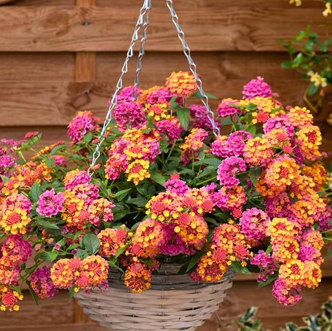 Rose Lantana Plant Live for Planting Outdoors, 5 to 7 Inch Tall, Fragrant Lantana Live Plants for Planting Outdoors, Butterfly Lantana Perennial Flowers Lantana Trees, No Pot